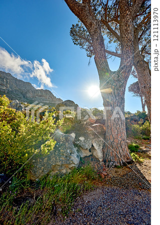 Remote mountain hiking trail on table mountain on a sunny day. Mountainous walking path high above a coastal city in South Africa against a blue horizon. Trees growing on an uphill mountain. Remote mountain hiking trail on table mountain on a sunny day. Mountainous walking path high above a coastal city in South Africa against a blue horizon. Trees growing on an uphill mountain. 121113970