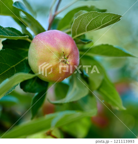 Apples. closeup of an Empire apple on a tree branch in an orchard on a sunny day outdoors. Fresh, sweet and organic produce growing in a sustainable fruit farm. Ripe, juicy and ready for harvest. 121113993