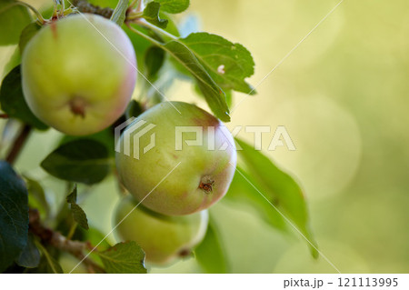 Copy space with a closeup of raw green apples on a tree in an orchard on a sunny day. Fresh and organic grown apples on a branch with leaves on a sustainable fruit farm. Ripe and ready for harvest. 121113995