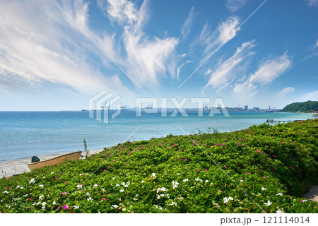 Sunny seaside with flowering wild plants. Calm sea against cloudy blue horizon with copy space. Lush greenery growing on dunes near a stunning ocean. Panorama nature scene with a harbor in background Sunny seaside with flowering wild plants. Calm sea against cloudy blue horizon with copy space. Lush greenery growing on dunes near a stunning ocean. Panorama nature scene with a harbor in background 121114014
