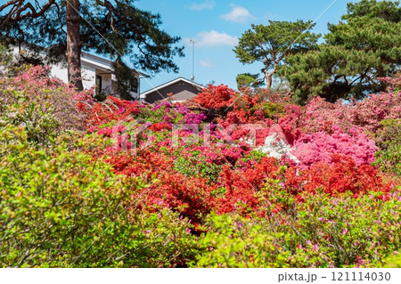 館林市 つつじが丘公園のつつじ 館林市 つつじが丘公園のつつじ 121114030