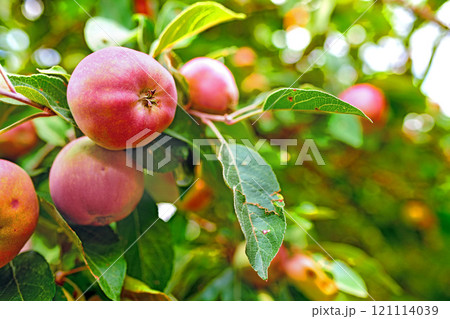 red apples with copy space growing on a tree in an orchard on a bright and sunny day outdoors. Fresh, organic and ripe seasonal produce for harvest in a fruit farm. Sweet, delicious and healthy crops red apples with copy space growing on a tree in an orchard on a bright and sunny day outdoors. Fresh, organic and ripe seasonal produce for harvest in a fruit farm. Sweet, delicious and healthy crops 121114039