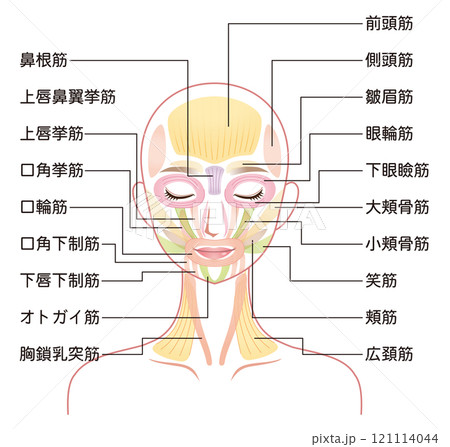 顔の筋肉の仕組み　美容　表情筋 121114044