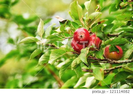 Copy space with red apples growing on trees in an orchard outdoors. Closeup of a fresh bunch of raw fruit being cultivated and harvested in a garden. Organic and delicious produce ready to be picked 121114082