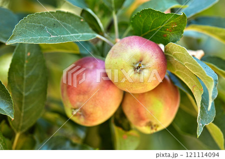 Closeup of fresh and ripe red apples growing on trees for harvest in a sustainable orchard outdoors on a sunny day. Juicy, nutritious and ripe produce growing in seasonal on an organic fruit farm 121114094