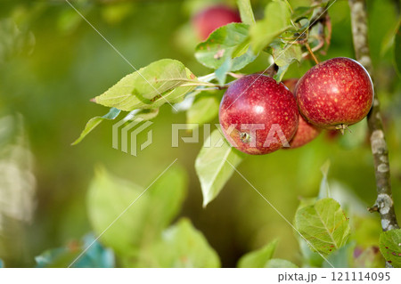 Closeup of ripe red apples growing from apple tree branch in orchard farm in remote countryside with bokeh copy space. Texture detail of hanging fresh healthy snack fruit ready for picking or harvest 121114095