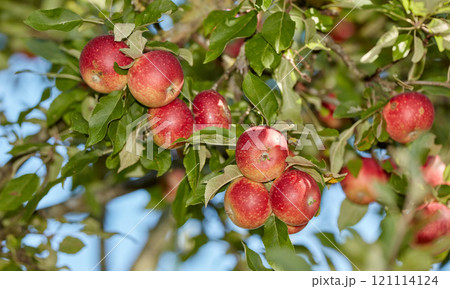 Red apples hanging from the stem on trees in a sunny orchard outside. Closeup of fresh bunch of raw fruit being cultivated in a bright garden. Organic produce ready to be harvested in an apple grove Red apples hanging from the stem on trees in a sunny orchard outside. Closeup of fresh bunch of raw fruit being cultivated in a bright garden. Organic produce ready to be harvested in an apple grove 121114124