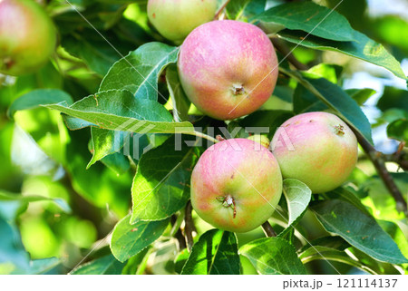 Fuji red and green apples growing on a tree in a sustainable orchard on a sunny day outside. Ripe and juicy fruit cultivated for harvest. Fresh and organic produce growing in a thriving green garden 121114137