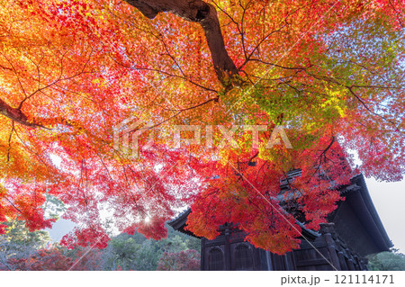 秋の南禅寺 121114171