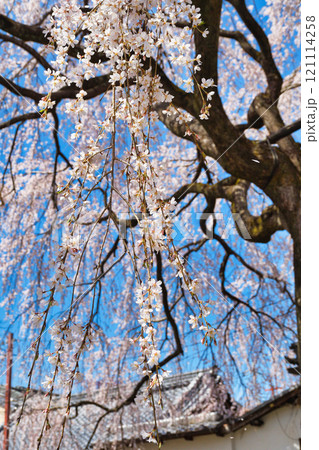 京都　本満寺の枝垂れ桜（京都府京都市上京区） 121114258