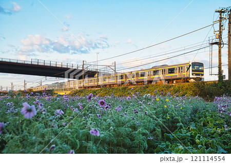 コスモスと内房線 121114554