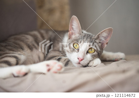 Striped tabby cat resting and looking up at home 121114672
