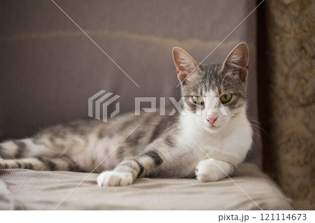 Fluffy tricolor cat pet posing indoor 121114673