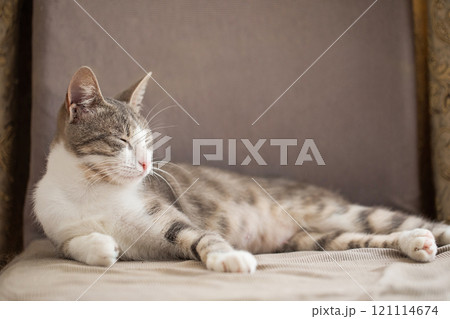 Lazy tabby cat sleeping peacefully indoors 121114674