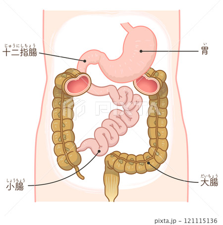 大腸・小腸・胃・十二指腸・胃腸 大腸・小腸・胃・十二指腸・胃腸 121115136