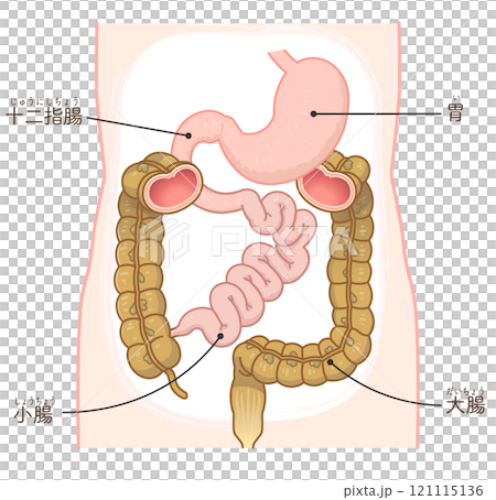 大腸・小腸・胃・十二指腸・胃腸 大腸・小腸・胃・十二指腸・胃腸 121115136