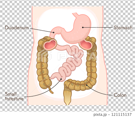 大腸、小腸、胃、十二指腸、胃腸道 121115137