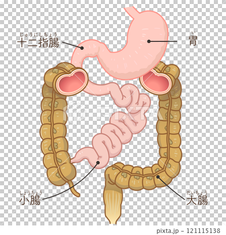 Large intestine, small intestine, stomach, duodenum, gastrointestinal 121115138