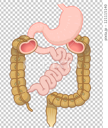 Large intestine, small intestine, stomach, duodenum, gastrointestinal 121115140