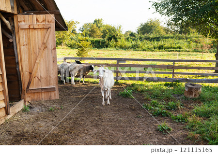 Peaceful farm scene featuring a white goat and sheep near a wooden shed with a grassy field in the background. Perfect for rural and agricultural themes 121115165