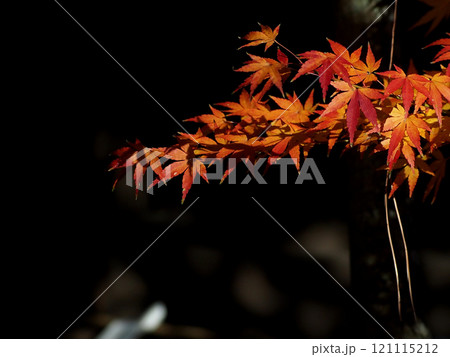 木漏れ日を浴びた朱色とオレンジ色のモミジ(山内神社の手水舎あたりの紅葉した椛) 木漏れ日を浴びた朱色とオレンジ色のモミジ(山内神社の手水舎あたりの紅葉した椛) 121115212