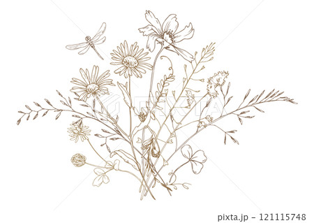 Field, meadow, wild flowers and herbs clover, chamomile and butterfly with bumblebee. Line art is a simple hand-drawn illustration in beige, ochre, brown ink. Bouquet flowers vector EPS Field, meadow, wild flowers and herbs clover, chamomile and butterfly with bumblebee. Line art is a simple hand-drawn illustration in beige, ochre, brown ink. Bouquet flowers vector EPS 121115748