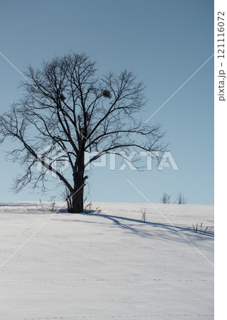 冬の晴れた日の雪の丘の上の木立 冬の晴れた日の雪の丘の上の木立 121116072
