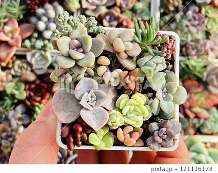 Green Mini succulent garden top view. Echeveria, sedum, graptoveria flower rosette 121116178