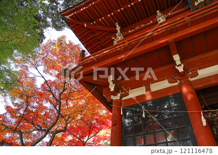 【千葉県松戸市】本土寺の仁王門と紅葉の風景 【千葉県松戸市】本土寺の仁王門と紅葉の風景 121116478