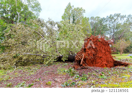 Large tree has been uprooted, exposing its roots disrupting landscape in residential area after severe storm swept through region 121116501