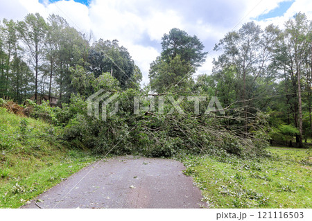 Large tree has fallen across narrow road in rural setting after significant severe hurricane storm, with branches debris scattered around. 121116503