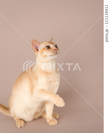 Adorable cream Burmese kitten full length. 121116911