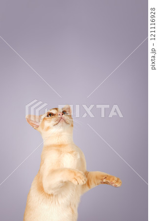 Adorable cream kitten of Burmese cat. Adorable cream kitten of Burmese cat. 121116928