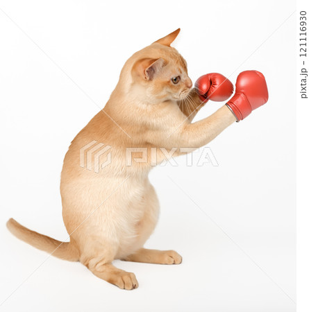 Cat - boxer in red boxing gloves. Cat - boxer in red boxing gloves. 121116930