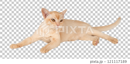 Adorable cream Burmese kitten full length. Adorable cream Burmese kitten full length. 121117189
