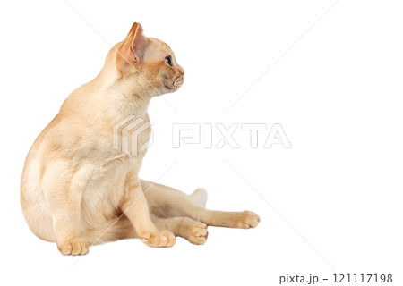 Adorable cream Burmese kitten full length. 121117198