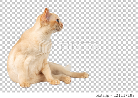 Adorable cream Burmese kitten full length. 121117198