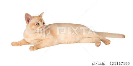 Adorable cream Burmese kitten full length. 121117199