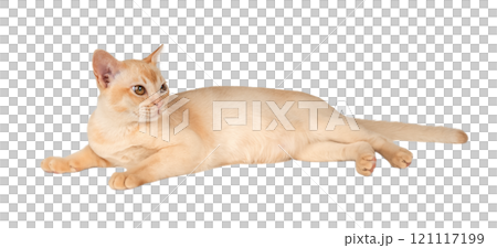 Adorable cream Burmese kitten full length. 121117199