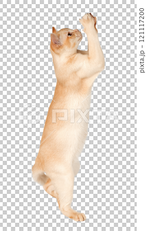 Adorable cream Burmese kitten full length. Adorable cream Burmese kitten full length. 121117200