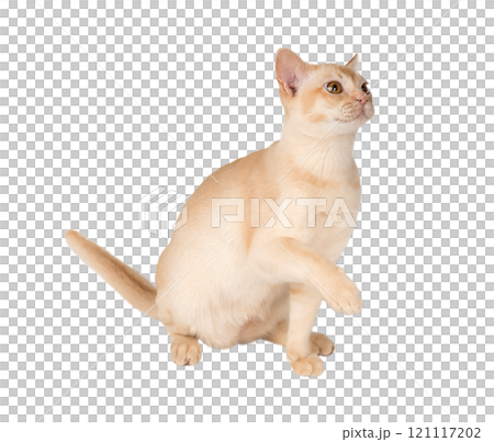 Adorable cream Burmese kitten full length. 121117202