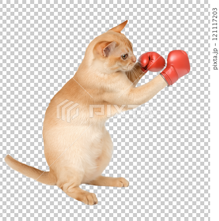 Cat - boxer in red boxing gloves. 121117203