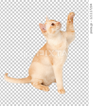 Cream Burmese cat with raised paw. 121117204