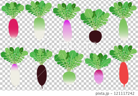 イラスト素材：ダイコン　カラフルなダイコンセット 121117242