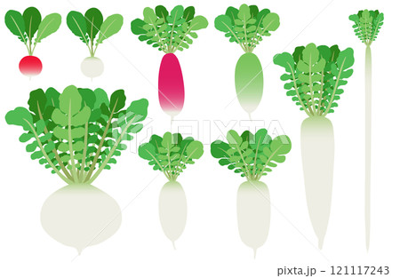イラスト素材：ダイコン　いろいろな種類のダイコンセット 121117243