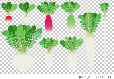 イラスト素材：ダイコン　いろいろな種類のダイコンセット 121117243