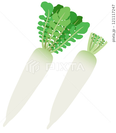 イラスト素材：ダイコン　葉付きダイコンと葉がないダイコンのセット 121117247