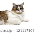 Fluffy cat on a white background 121117304
