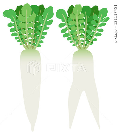 イラスト素材：ダイコン　葉付きダイコンと二股ダイコンのセット 121117451