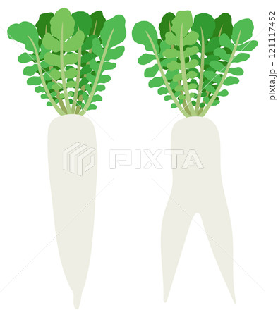 イラスト素材：ダイコン　葉付きダイコンと二股ダイコンのセット 121117452